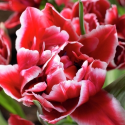 Tulip Willemsoord